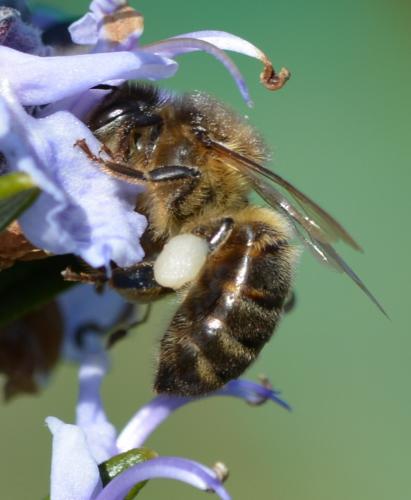 Réf. 252 232 : Apis mellifera